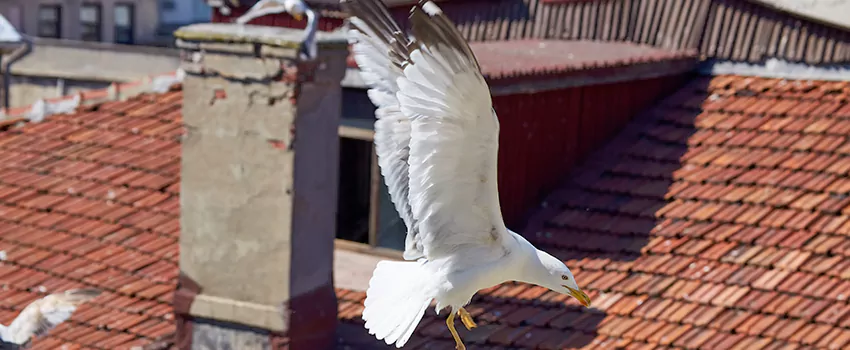 Residential Chimney Animal Removal Solution in Johnstown, PA